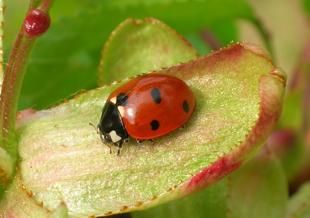 Foglia in analisi agronomica
